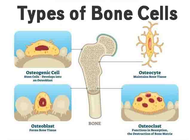 Types of Bone Cells