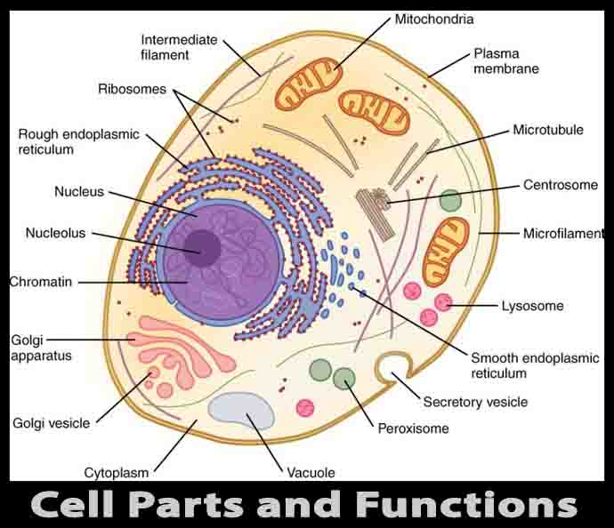 Cell Parts and Functions